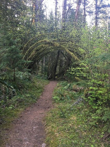 Bending trees arching over the trail create a tunnel.