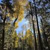 Aspens and Ponderosas at the Arizona Nordic Village