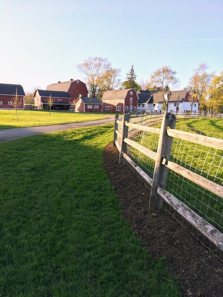 Near the entrance to the dog park and the iconic red barns at Knox