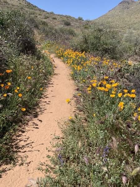 Spring wildflowers