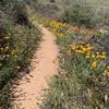 Spring wildflowers