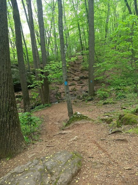 Start of the Blue Trail, near the West side of the loop parking area.