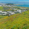 Spring flowers on San Bruno Mountain