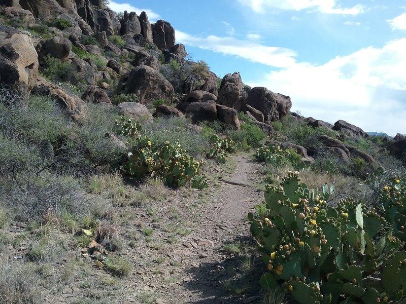 Looking east from the trail