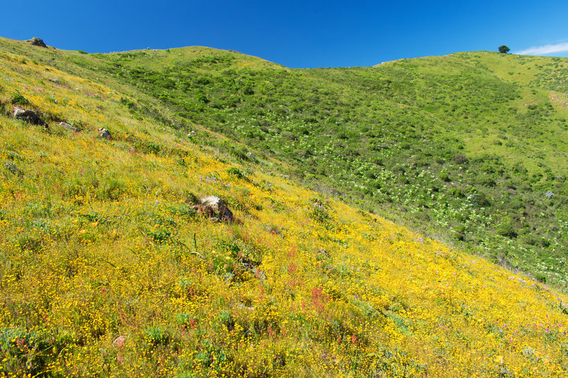 Near top to trail on ridge between Owl and Buckeye canyons