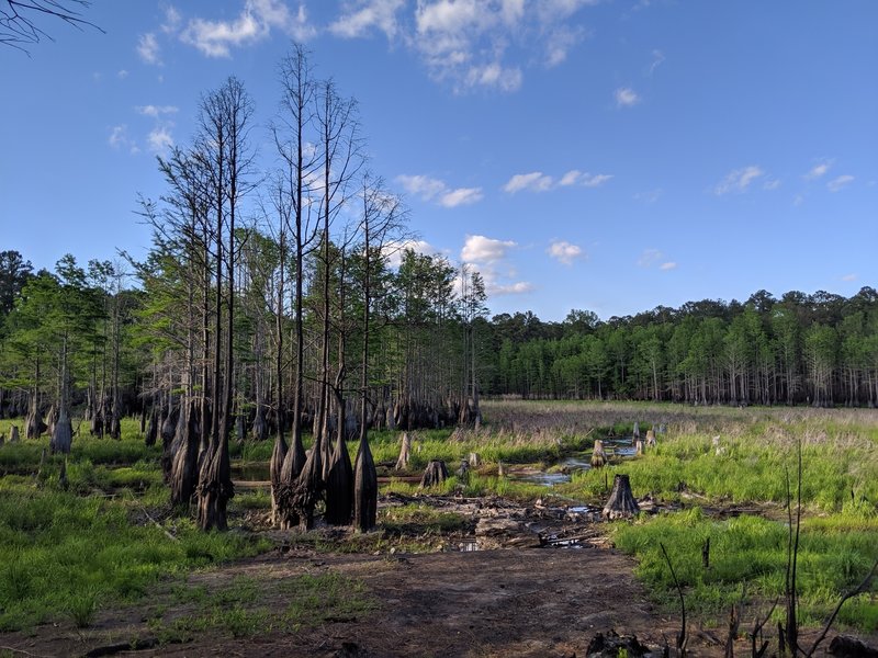 Cypress swamp