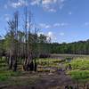 Cypress swamp