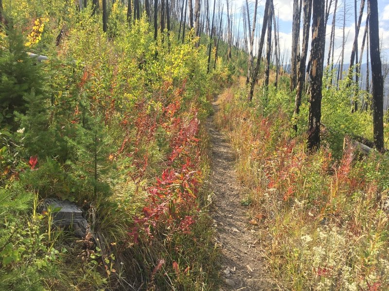 A burned section in autumn.