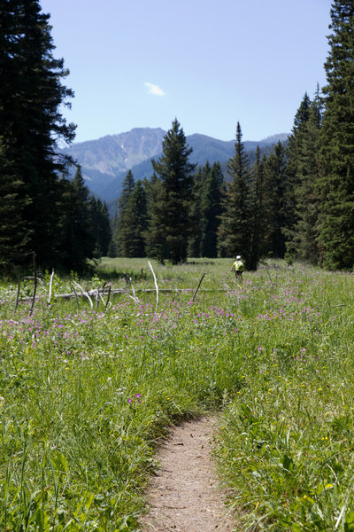 through one of the few open field sections on this trail.