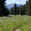 through one of the few open field sections on this trail.