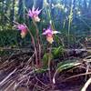 Calypso Orchid, Fairy Slipper