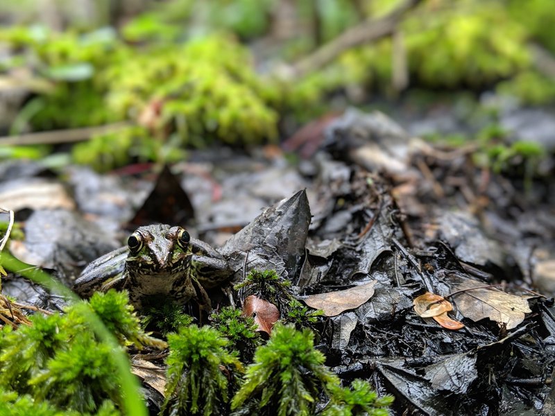 Leopard Frog, trailside