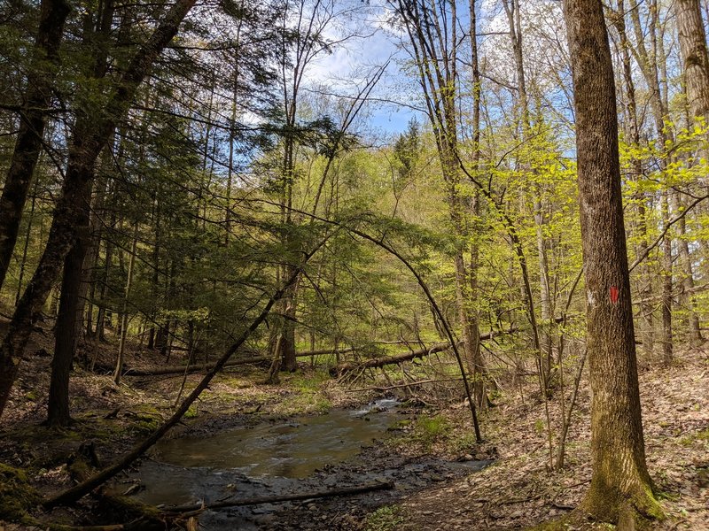 Yet another picturesque creek to cross. This one was a bit more dramatic as it occurred at the bottom of a draw. The types of trees on either side are different.