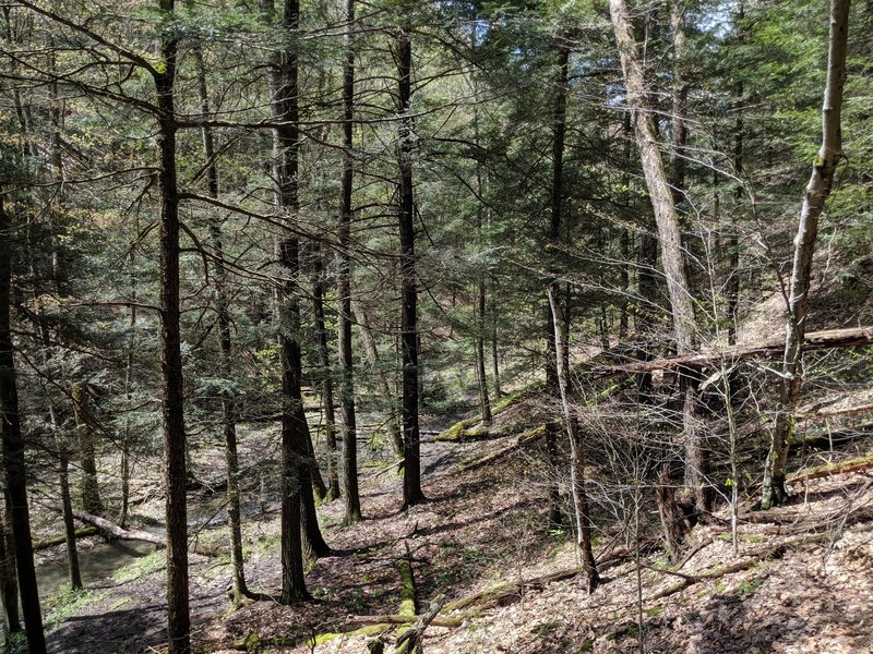 Descending the trail in an evergreen section of forest. Wonder what it will look like in winter.