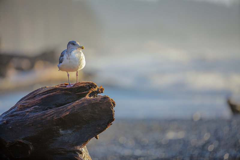 A common sight on the olympic coast