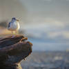 A common sight on the olympic coast