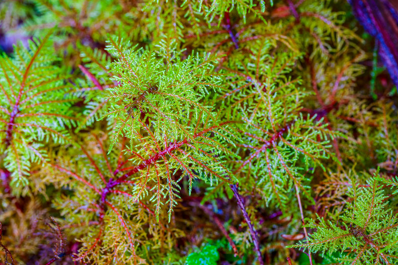 Hoh Rainforest Moss