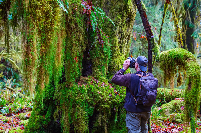 The majestic Hoh Rain Forest is one of the natural wonders of Washington  state; venture in and wander