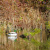 Regular old ducks near the parking lot