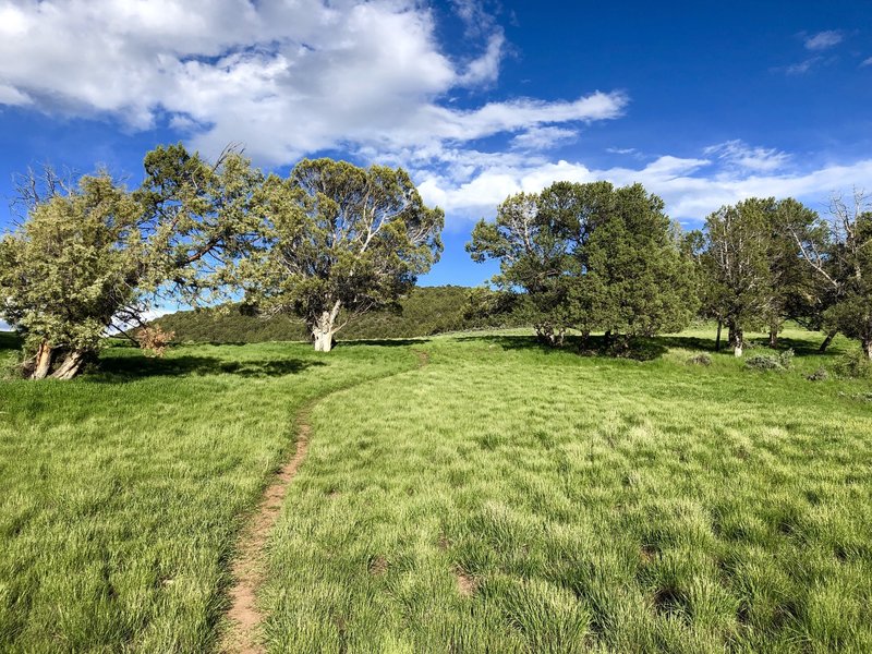 Green meadow