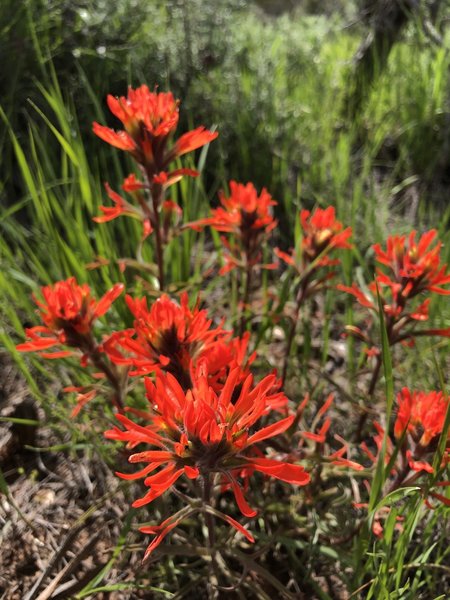 Indian paintbrush flower