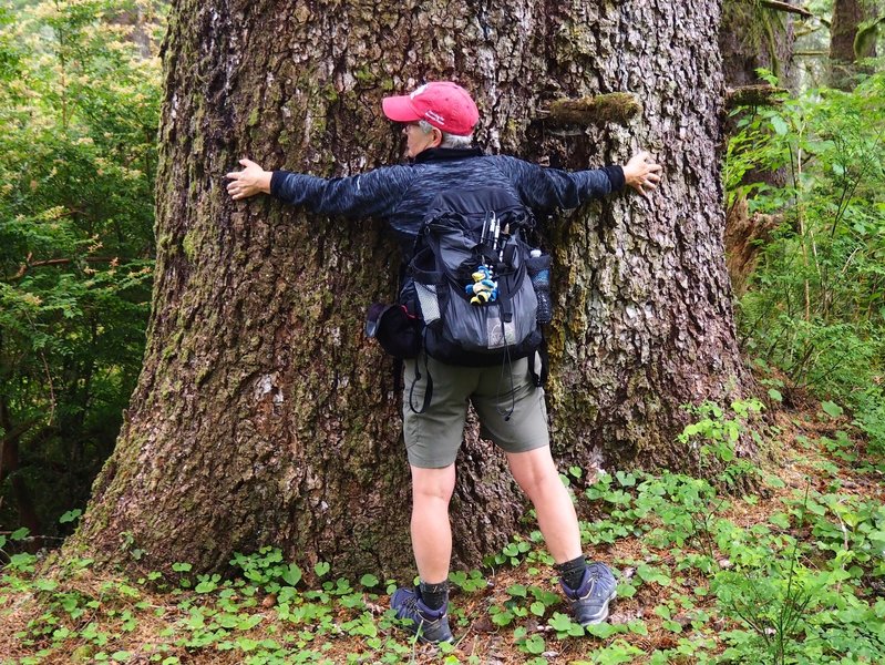 Old-growth on Nelson Ridge