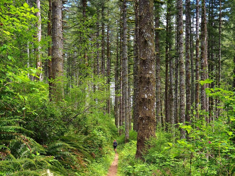 Through the forest on the side of Cape Mountain