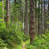 Through the forest on the side of Cape Mountain