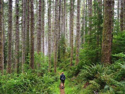 On the Princess Tasha through the forest.