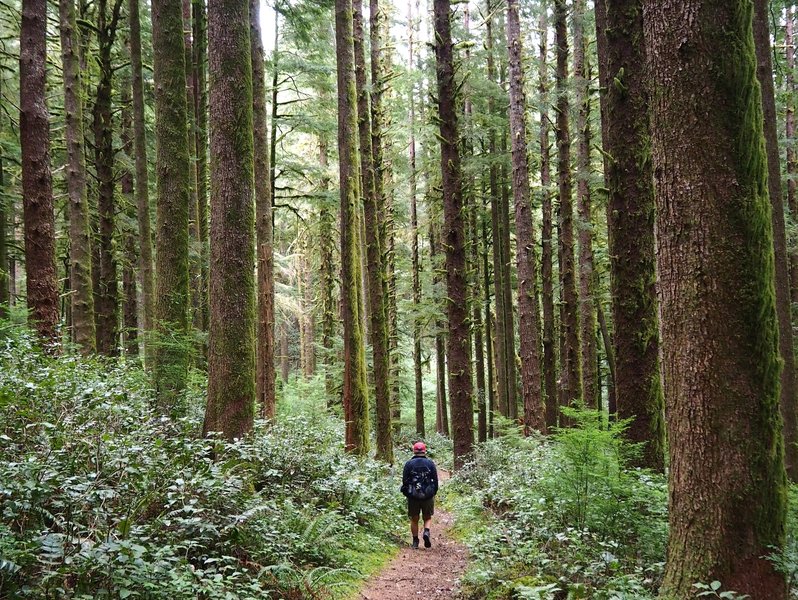 Starting down the Berry Creek Trail.