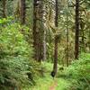 The forest gets lusher as the trail approaches Berry Creek.