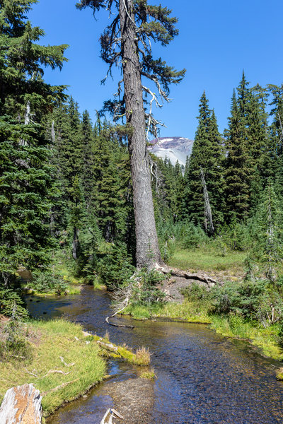 Fall Creek and a glimpse at South Sister.