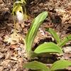 A wild orchid ... Rare White Lady Slipper.