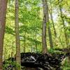 awesome trees growing around granite