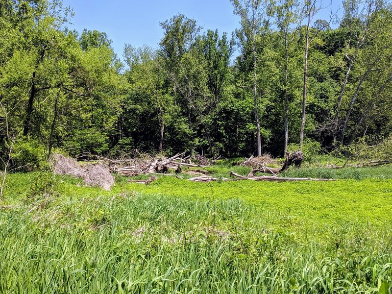 marshland right off the trail