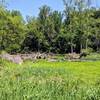 marshland right off the trail