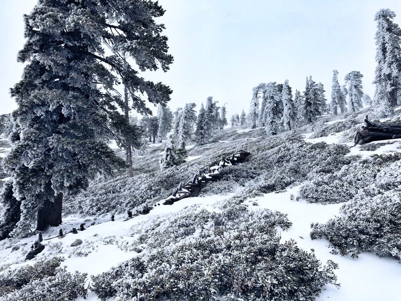 Frosty Trees!