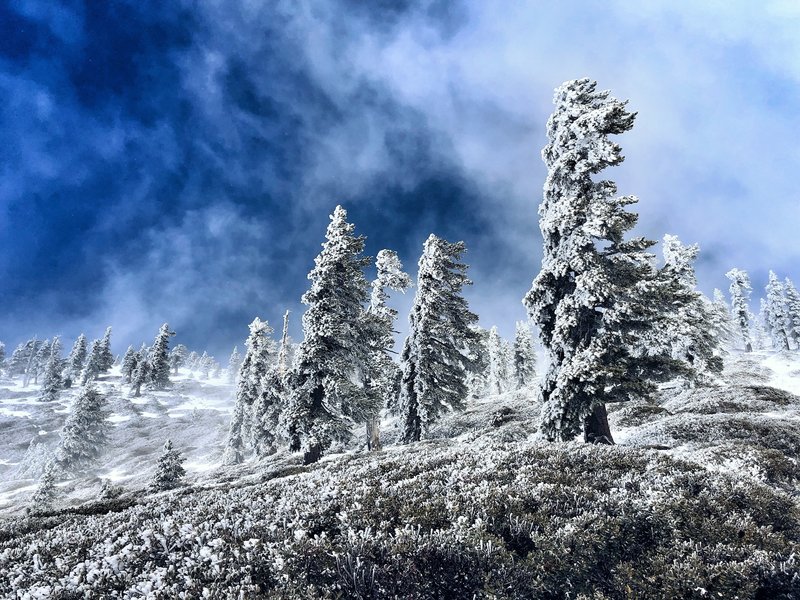 Windswept trees just below the summit...