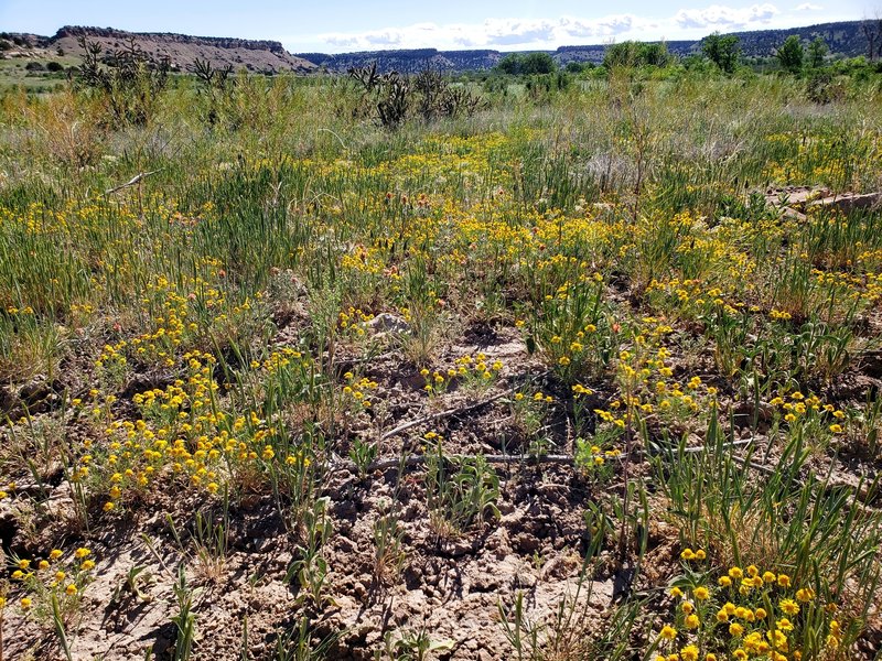 Spring in full bloom on the canyon floor