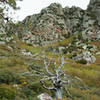 Looking up at the peak next to Brown's from Amethyst Trail.