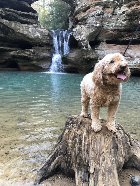 Kharma is standing on the stump. She loved the walk, except she was not allowed in the water.