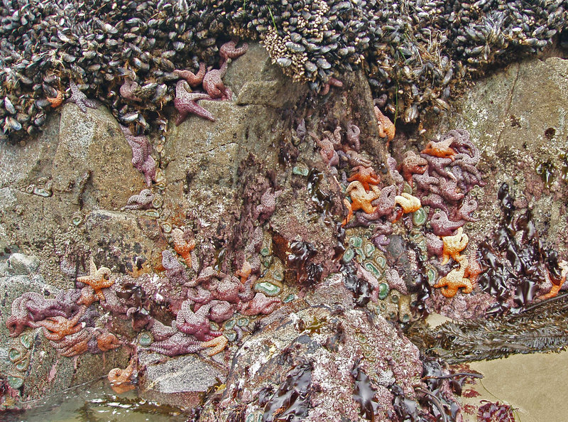 I count over 70 starfish on the section of this rock, but it's hard to be sure because they are on top of each other and blend with the rocks.