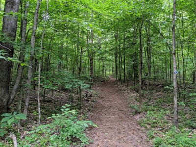 Trail