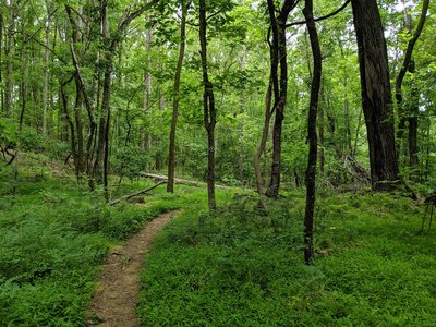 Trail