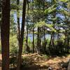 Kabetogama Lake view from trail