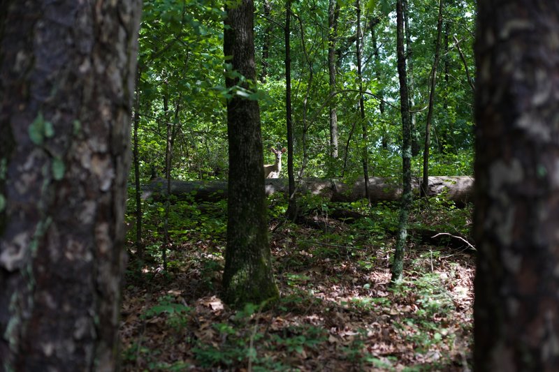 A deer stops feeding to watch hikers along the trail.