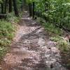 Water flows down the trail after a rainstorm.