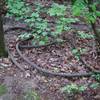 Cable from a bygone era lays on the side of a trail.