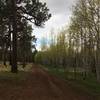 The upper portion of Wind Trail along an aspen elk exclosure.