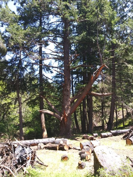 Dangerous tree in parking area